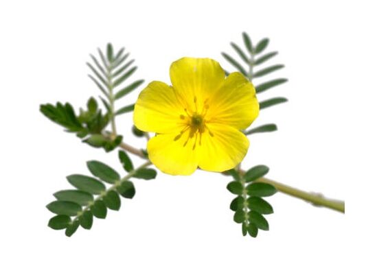 Το Gluconol περιέχει Tribulus terrestris